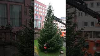 Weihnachtsbaum 2023 [upl. by Dralliw]