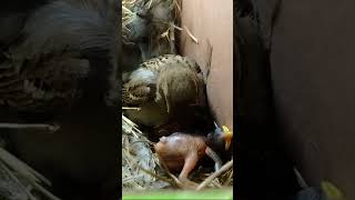 The Cutest Hatchlings A Day with Sparrow Babies ytshortsvideo shortvideo [upl. by Adnama]