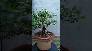 Vitex Parviflora Tugas Bato from cuttings update [upl. by Cave]