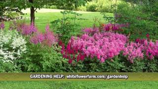 Cornerstone Astilbe Collection from White Flower Farm [upl. by Fredek687]