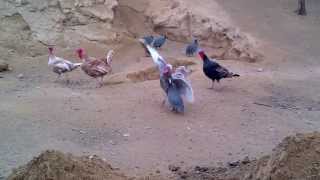 Guineafowl or pearl chicken fighting with turkey [upl. by Alilahk909]