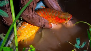 Insane Red Arowana Fish in Wild  Catching Arowana in Nature [upl. by Lyle]