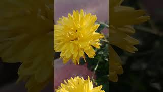 Woodland ragwortYellow flowers nature relaxingsound shortvideo 😌❤️ [upl. by Enovad]