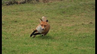 Fox chased by hounds runs for its life [upl. by Zenitram]