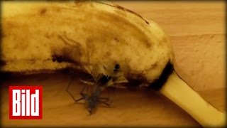 Spinne ist voll Banane  Horror aus Südamerika  Schale  Horrofilm  Spider [upl. by Ellenor]