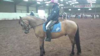 Spirit  Connemara Showjumping pony [upl. by Arne]