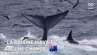 Une baleine bleue dévorée vivante par 75 orques au large de lAustralie [upl. by Briana634]