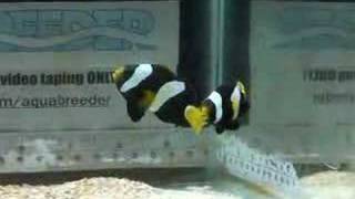 Pair of Australia Black Clarkii Clownfish [upl. by Bauske]