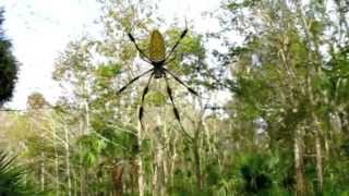 Nephila clavipes [upl. by Rexanne]