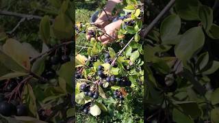 Harvesting Super Food Aronia Berries aronia superfood antioxidantfruits [upl. by Kinghorn39]