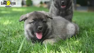 Pampered Norwegian Elkhound Puppies [upl. by Ydnab839]