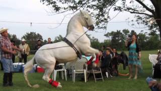 Dancing White Stallion [upl. by Michi]