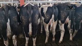 70 Top Quality In Calf Heifers [upl. by Eisac]