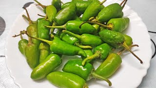 Are Jalapeños Spicy Heat Level of Jalapenos Jalapeno Scoville Heat Level Heat of Jalapeno Peppers [upl. by Cortie]