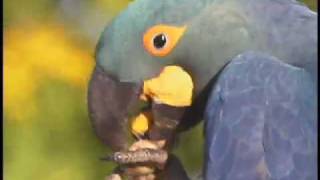 Lears Macaws eating licuri palm seed close up [upl. by Cahilly]