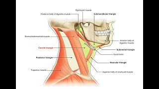 Mnemonics to remember contents of the Carotid triangle [upl. by Mathian]