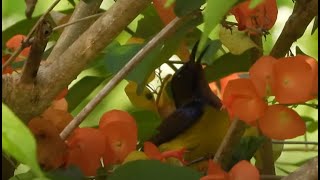 Plainthroated Sunbird♂ 4K [upl. by Patrica]