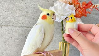 Baby cockatiel growing stage  Happy cockatiel sing with baby ❤️🐦 [upl. by Essirehc]