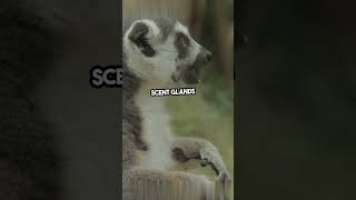 MindBlowing Lemur Facts You Didn’t Know [upl. by Neemsaj]