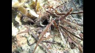 How to find and catch bobbit worm Lov na velikega morskega crva [upl. by Sheryle557]