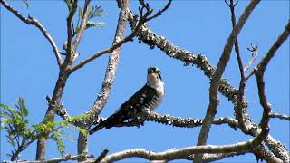 Diederik cuckoo calling [upl. by Yltneb672]