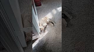 Indoor kitty sunning herself [upl. by Kelsey581]