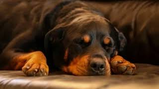 Sonido de un Rottweiler Durmiendo 🐕  Perros Efecto de Sonido [upl. by Mittel]