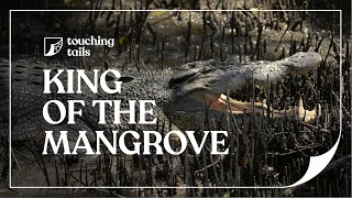 King of the Mangrove — Saltwater Crocodiles in Singapore [upl. by Bow]