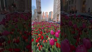 Chicago in spring ❤️🇺🇸 welcome to the city of dreams the city of love the city of vibrant colors 🌸 [upl. by Arrek]