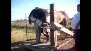 ARLEY PEREZ POR NECESIDAD DEJO SU RANCHO BY GUERITOwmv [upl. by Lorin583]