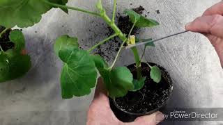 Наиболее эффективная обрезка пеларгонии Winter pruning Pelargonium [upl. by Seiber]