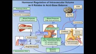 Metabolic Alkalosis ABG Interpretation  Lesson 10 [upl. by Lednahs]