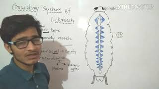 Circulatory system of Cockroach in detailMust watch [upl. by Volnay215]