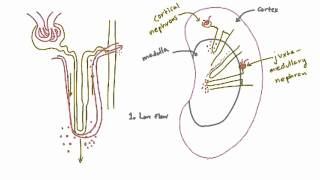 Vasa Recta  Specialized Capillaries in the Kidney [upl. by Maurey]