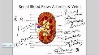 Renal Blood Flowwmv [upl. by Gilbertine]