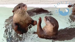 How Does Otters React When the Pool Water is Cold [upl. by Aramaj]