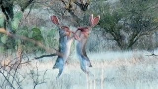 Amazing Rabbit FIGHT [upl. by Snevets377]