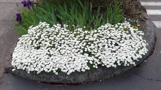 Candytuft  Iberis sempervirens [upl. by Kenon]