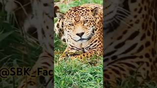 Fact About Cheetah shorts shortsfeed viralshorts facts animals 😊🐆🐆 [upl. by Ydospahr]