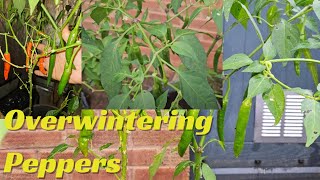 Overwintering Peppers  Almost Two years old Pepper Plants [upl. by Schoenburg380]