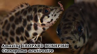 Amazing LEOPARD BUSHFISH Ctenopoma acutirostre [upl. by Main592]