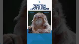 Penampakan Lutung Budeng atau Lutung Jawa Sebagai Satwa Dilindungi Agar Tidak Punah [upl. by Zelazny]