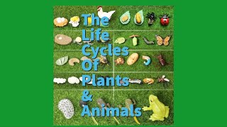 The Life Cycles of Plants and Animals [upl. by Centonze]