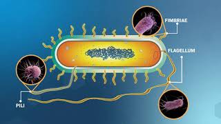 Structure and Replication of Bacterial Cells [upl. by Alahc]