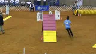 AKC National Agility Championship Finals Papillon [upl. by Eicyak]