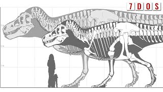 T rex Might Have Been Even Bigger Than We Thought  7 Days of Science [upl. by Pollak988]