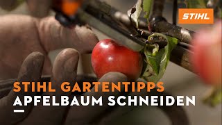 STIHL Gartentipps Sommer Apfelbaum schneiden [upl. by Crescin]