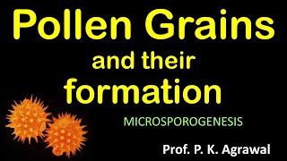 Pollen grain  microspore formation Reproduction in flowering plant  Class 12 Chapter 2 Video 4 [upl. by Fairleigh]