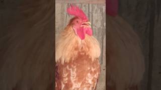 Adorable Rooster Crowing Sounds  Amazing Rooster Crowing Loudly  shorts🐓💕 [upl. by Mallin]