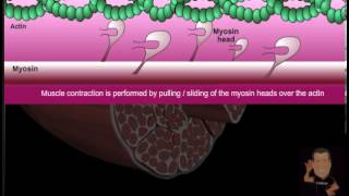 Myofibril versus Sarcoplasmic Hypertrophy [upl. by Ennad]